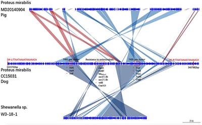 Biological Characteristics and Genetic Analysis of a Highly Pathogenic Proteus Mirabilis Strain Isolated From Dogs in China